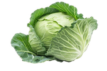 Obraz premium Cabbage