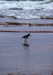 European Oystercatcher (Haematopus ostralegus) - Coastal Sentinel in Black and White