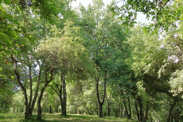 Obraz premium Walnut trees in a walnut forest in Arslanbob in Kyrgyzstan, Central Asia