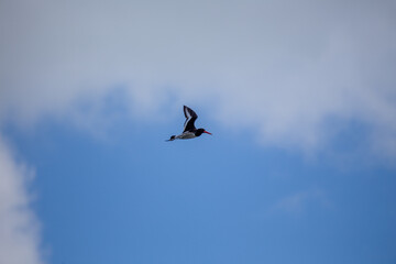 European Oystercatcher (Haematopus ostralegus) - Coastal Sentinel in Black and White