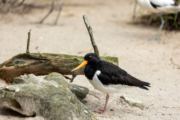 European Oystercatcher (Haematopus ostralegus) - Coastal Sentinel in Black and White