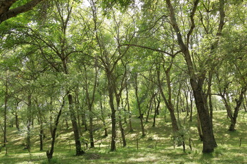 Obraz premium Walnut trees in a walnut forest in Arslanbob in Kyrgyzstan, Central Asia