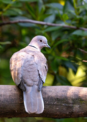 Eurasian Collared Dove (Streptopelia decaocto) - Gentle Coos in Suburban Serenity