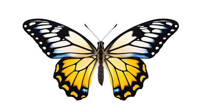Abstract closeup butterfly isolated on transparent background