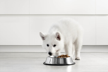 White Swiss Shepherd puppy eating dry food from a metal bowl in a modern white kitchen. Food delivery for happy domestic animals, little best friends. Pet shop. Animal feed. Correct nutrition in dogs - obrazy, fototapety, plakaty
