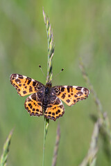 The Map butterfly - Araschnia levana f. levana