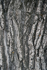 Large tree bark texture for background