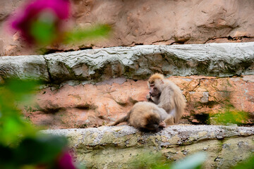 funny monkeys baboons on nature in summer
