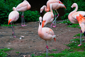 beautiful pink flamingos on nature in summer