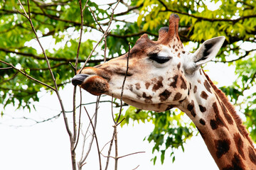 funny head of a giraffe in nature eating leaves close-up