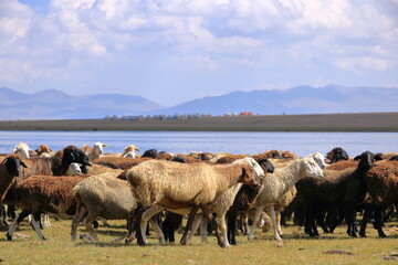 Sheeps and Goats in Kyrgyzstan at Lake Song-Kul (Song-Kol)