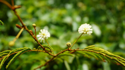 close up of a plant