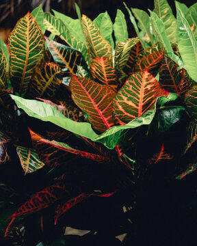 Leaves