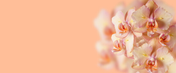 Panoramic background with peach pink orchid flowers and copy space. Orchid flower on trendy color...