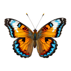 Naklejka premium Butterfly isolated on white or transparent background