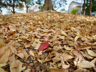 落ち葉の絨毯