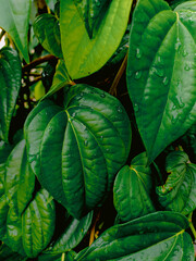 Betel leaf - Close up detail of betel leaf in green garden. betel plant
