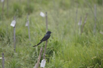Asian Drongo