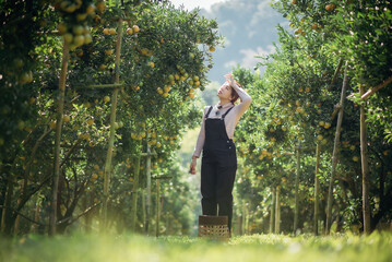 A woman farmer is working in orchard or orange farm.