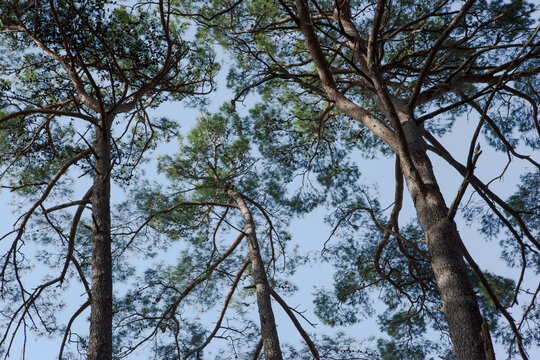 Tall pines trees on a blue sky background. Pine forest for publication, poster, calendar, post, screensaver, wallpaper, postcard, banner, cover. High quality photo