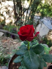 day zero to the last day of blooming a red rose.