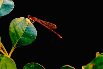 Dragonfly on the leaf