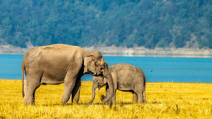 Close up of an Elephant and baby elephant 