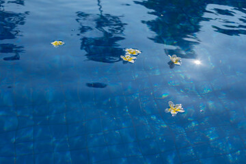 Fototapeta na wymiar Frangipani flowers float in the blue water of the pool. Tropical Island Hotel Vacation Concept and Relaxing Spa
