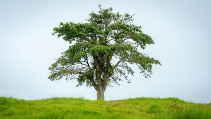 Obraz premium tree in the field