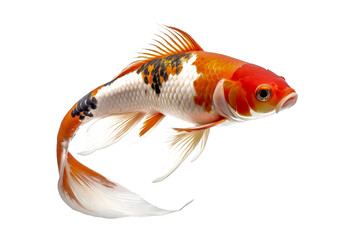 koi cyprinus rubrofuscus fish isolated on white