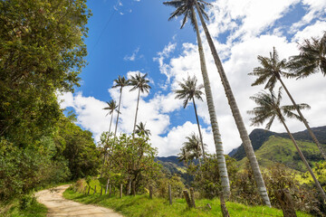 Cocora