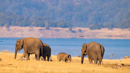Herd of elephants in the water with baby elephant