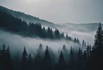 Poster Amazing mystical rising fog forest trees landscape in black forest blackforest (Schwarzwald) Germany © ArtisticLens