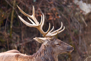 one single male deer with antler in the forest