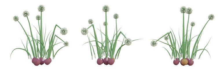 3d illustration of green allium cepa plant on transparent background, onion png. - obrazy, fototapety, plakaty