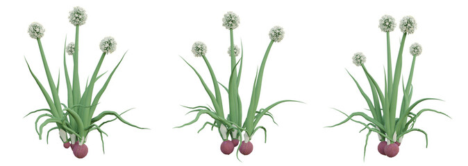 3d illustration of green allium cepa plant on transparent background, onion png. - obrazy, fototapety, plakaty