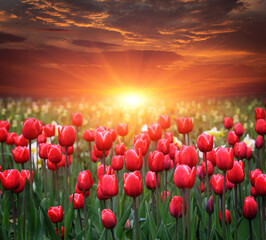 red tulips fild with sunset - 707169748
