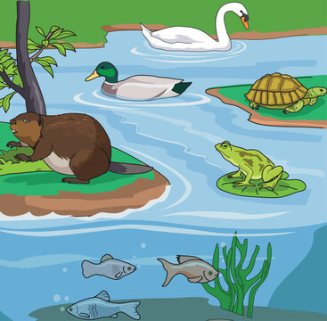 Animals such as tortoise, duck, swan, fish and frog