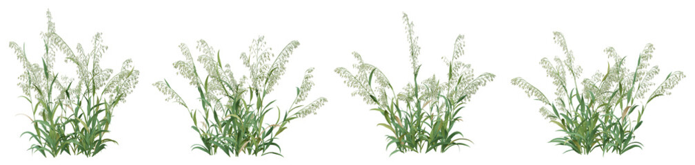 3d illustration of green avena sativa plant on transparent background