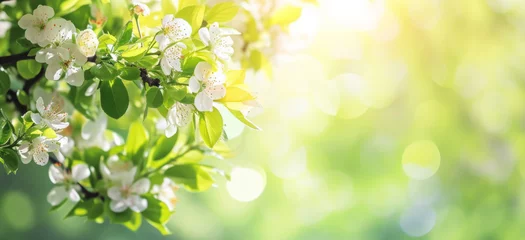 Schilderijen op glas Spring nature freshness and renewal background. Flowering cherry apple tree branch in spring garden with bright white flowers on green bokeh background © vejaa