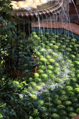 fountain water jets fall on green striped watermelons floating in the water