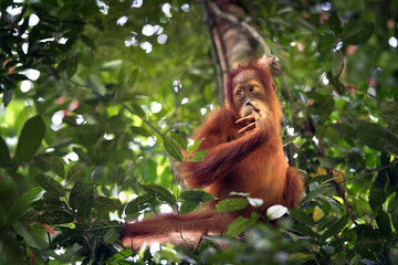 Funny Orangutan (Bukit Lawang, Sumatra) - obrazy, fototapety, plakaty