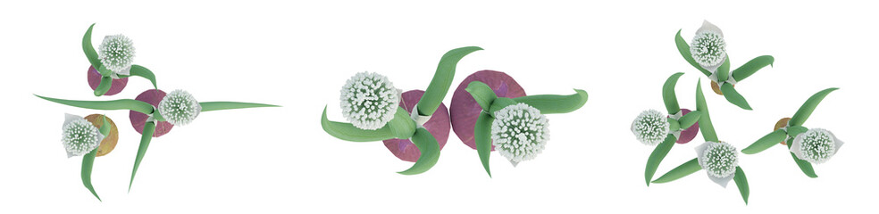 3d render top view of green allium cepa plant on transparent background, onion png. - obrazy, fototapety, plakaty