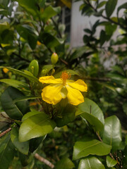 Garden yellow Ochna integerrima flower