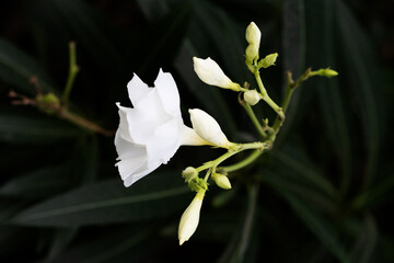 white flower spike of Nerium oleander  isolated on a natural background