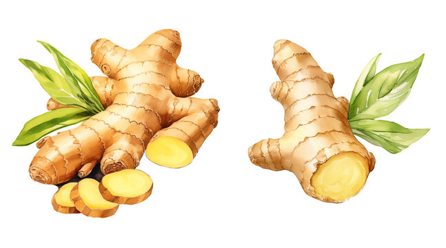 Set of ginger roots watercolor illustration png isolated on a transparent background, healthy spices clipart 