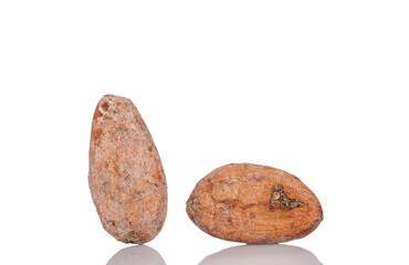 Two dry cocoa beans, macro, isolated on white background.