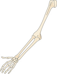 Skeleton of arm and hand