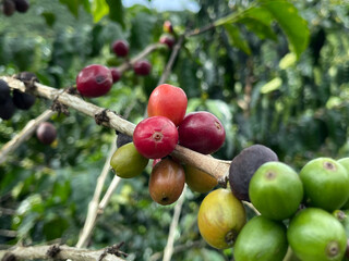 Coffee beans ripening on the vine at a plantation in Armenia Colombia