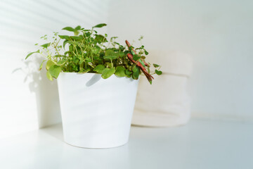 herb flowerpot kitchen